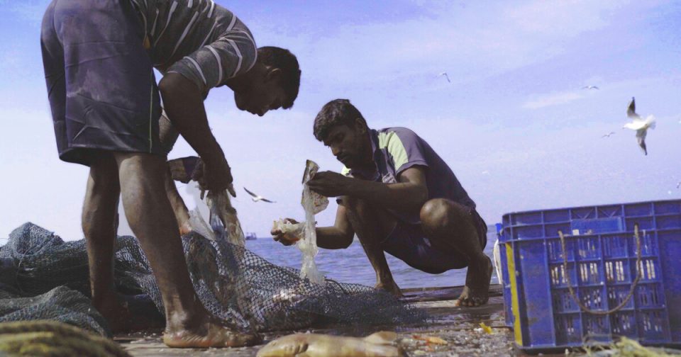 Vogels Kun Je Niet Melken Wereld Premi Re Noordelijk Film Festival