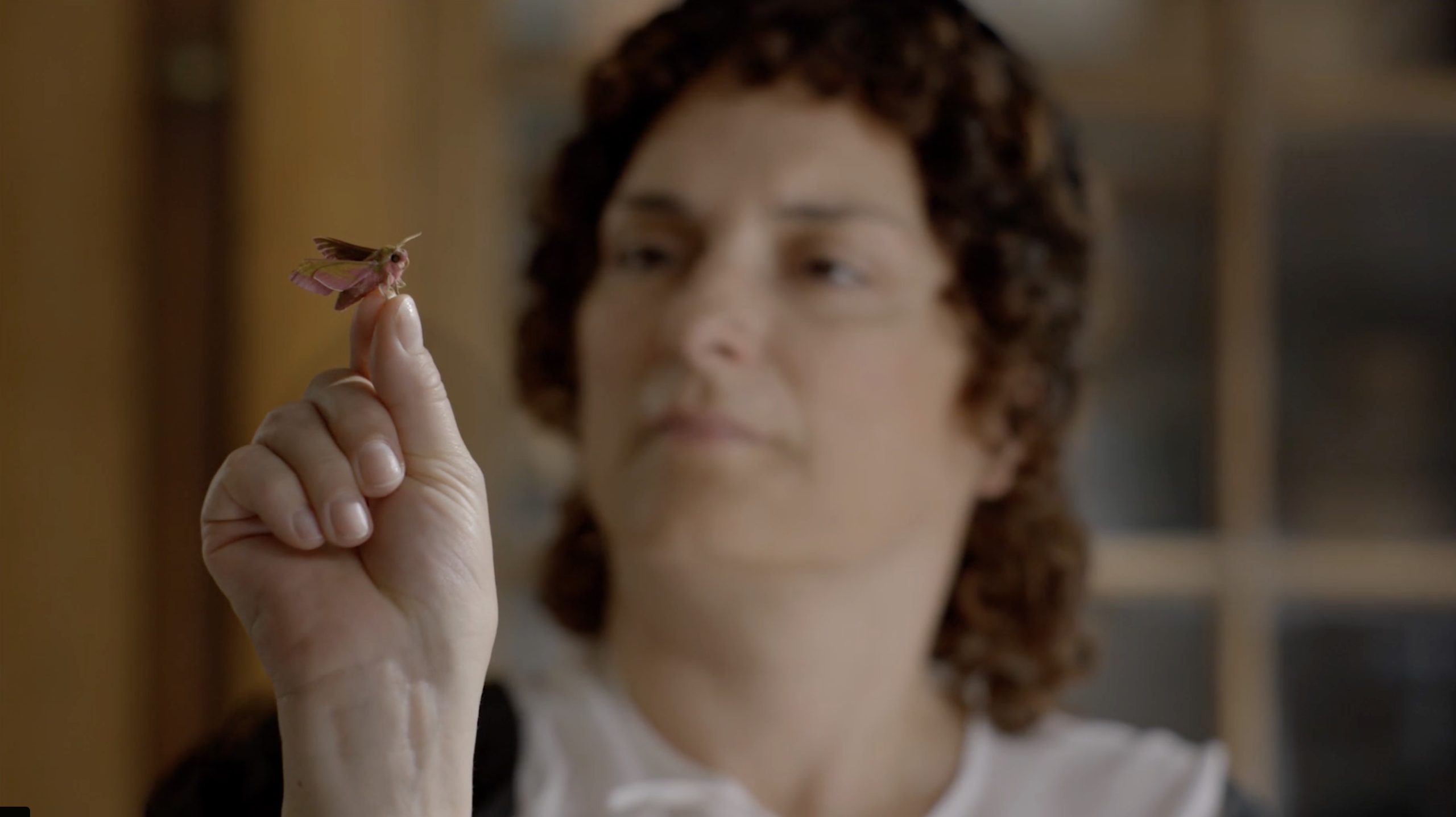 Metamorfose_st_2_jpg_sd-high