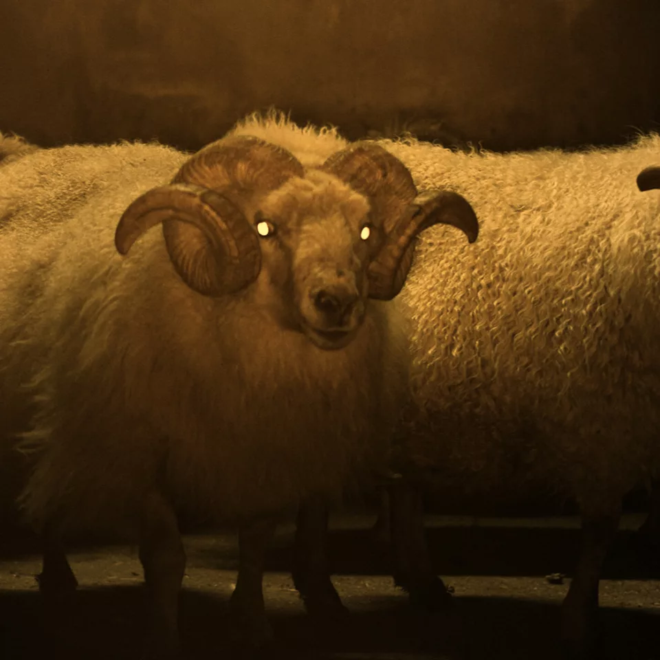 still_Lamb-Valdimar-Jóhannsson-IS-2021-5